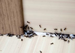 Mravenci v bytě na podlaze