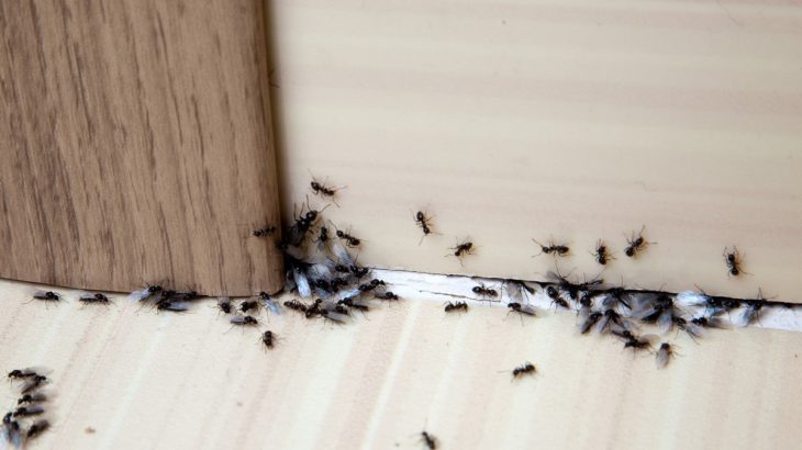 Mravenci v bytě na podlaze