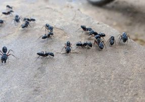 Aby vás mravenci na zahradě už nikdy neobtěžovali, osvojte si přírodní metody jejich vyhánění. Skvěle pomůže například soda.