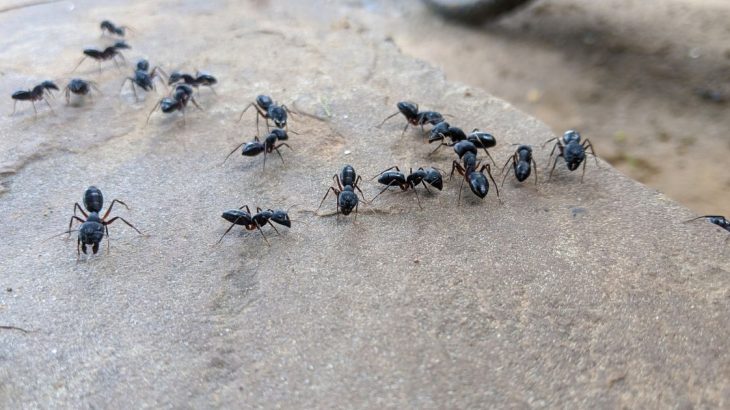 Aby vás mravenci na zahradě už nikdy neobtěžovali, osvojte si přírodní metody jejich vyhánění. Skvěle pomůže například soda.