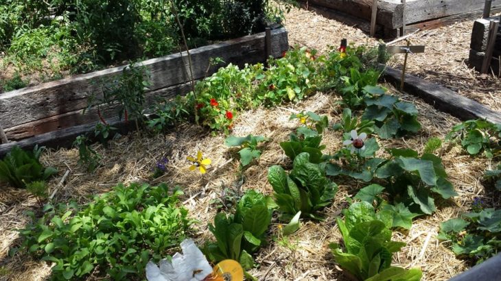 Jak vyživit půdu na zahradě na poslední chvíli – pomohou dvě ingredience
