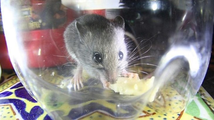Jak na myši v domě: Vyžene je máta, levandule a ocet