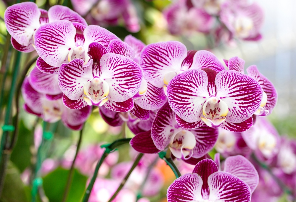 Žíhané květy orchideje