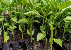 Jak na pěstování sazenic paprik: Díky kokosovému substrátu porostou rychleji