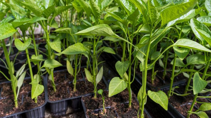 Jak na pěstování sazenic paprik: Díky kokosovému substrátu porostou rychleji