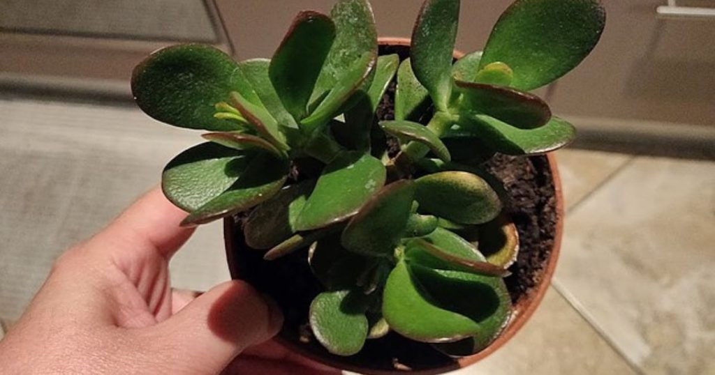 Jak Rozmnozit Tlustici (mateřské rostliny, tvorbu kořenů, Crassula ovata) Jak Rozmnozit Tlustici