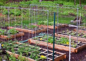 Jak připravit na jaře záhon na výsadbu nové zeleniny a vyživit ho