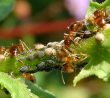 Jak se zbavit mravenců na zahradě přírodními způsoby