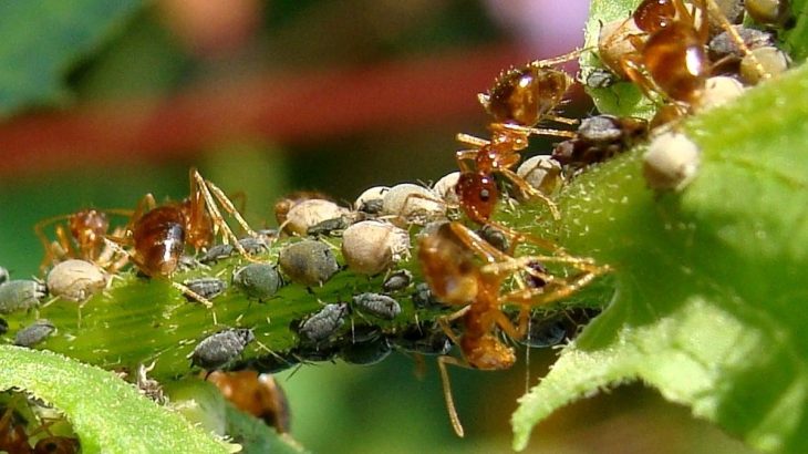 Jak se zbavit mravenců na zahradě přírodními způsoby