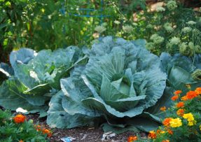 Kompletní průvodce pro pěstování zelí na vaší zahradě