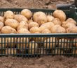 Obdělání půdy bramborového záhonu po dešti vám pomůže zvýšit úrodu