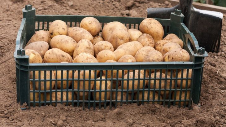 Obdělání půdy bramborového záhonu po dešti vám pomůže zvýšit úrodu