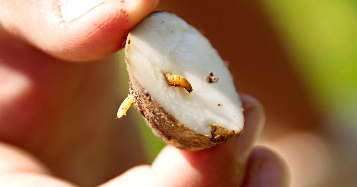 Jak se zbavit drátovce na zahradě: Po cibulových slupkách se už raději neukáže