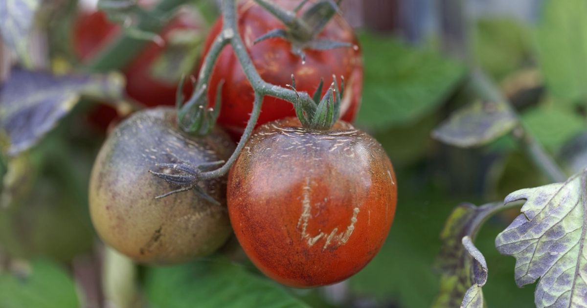 Aby rajčata nebyla napadena hnilobou, pomůže dusičnan vápenatý