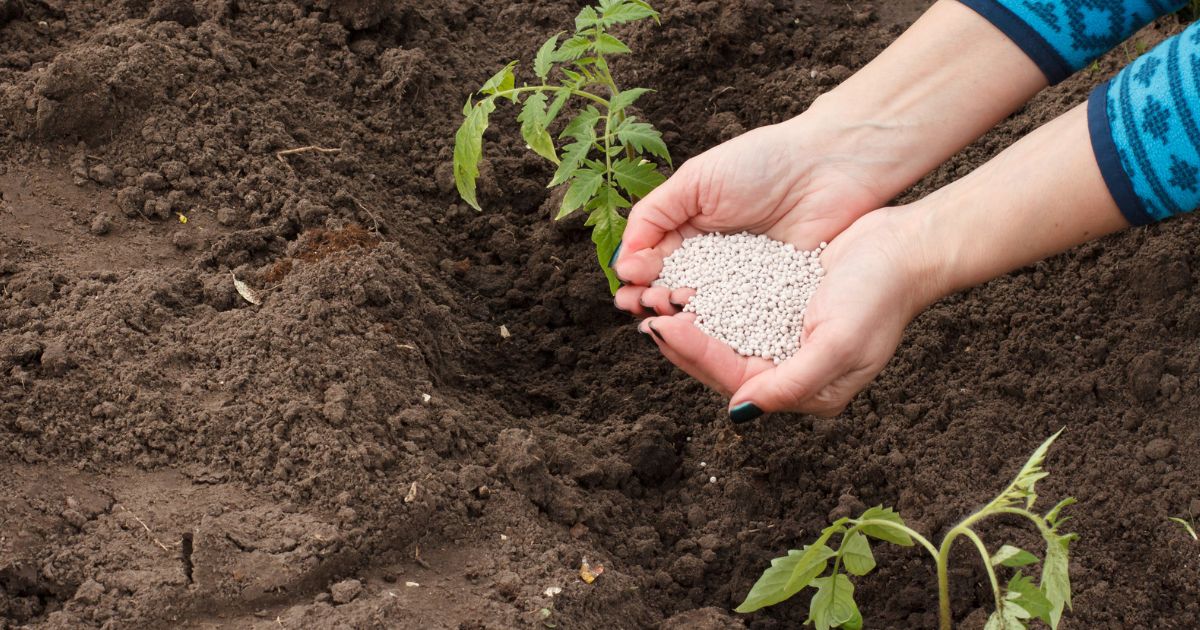 Oblíbené hnojivo pro rajčata: Po kvasnicích porostou lépe a hlavně rychleji