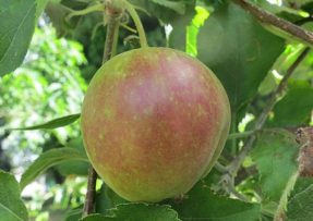 Červencové hnojivo pro jabloň zajistí chutná a šťavnatá jablka