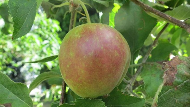 Červencové hnojivo pro jabloň zajistí chutná a šťavnatá jablka
