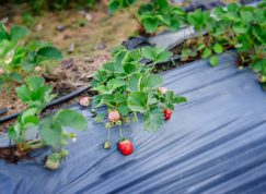 Začátkem podzimu pohnojte jahody diviznou, pomůže jim proti zimě