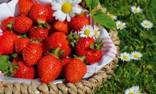 Obrovská úroda jahod – pomůže jediná zálivka z jódu