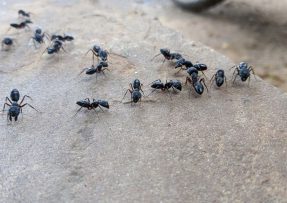 Jak na mravence