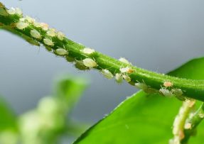 Levné řešení v podobě cibulového postřiku na mšice a mravence