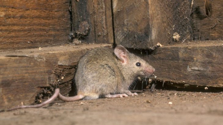 Myši se úrody ani nedotknou, ze sklepa i skladu je odežene máta
