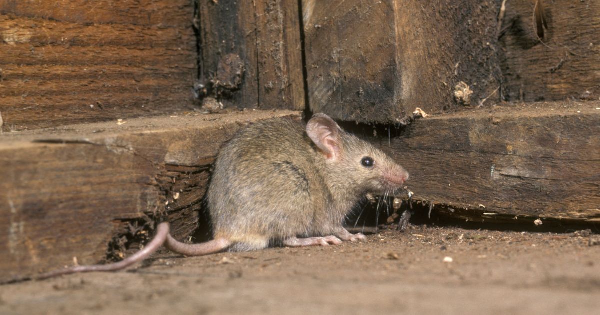 Myši zapomenou cestu do vašeho domu, máta peprná ošálí jejich smysly