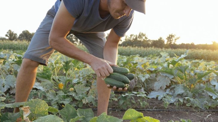 Hloupé chyby zahradníků, které ničí úrodu okurek – nedělejte je také
