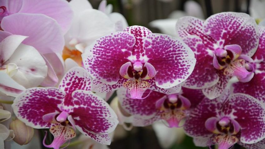 Jak donutit orchidej ke květu s pomocí obyčejné teplé vody