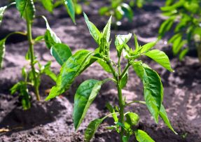 První hnojení sazenic paprik zajistí chleba a kopřivy