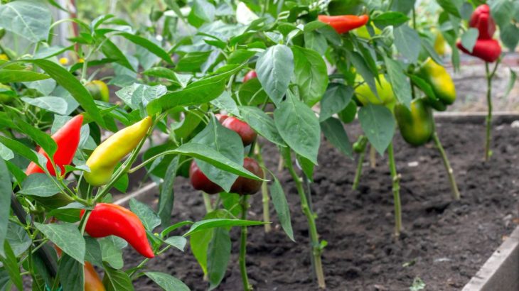Jak prodloužit plodnost paprik a získat perfektní úrodu