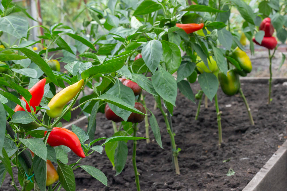 Jak pečovat o papriky pěstované ve skleníku – základní návod vůbec není složitý