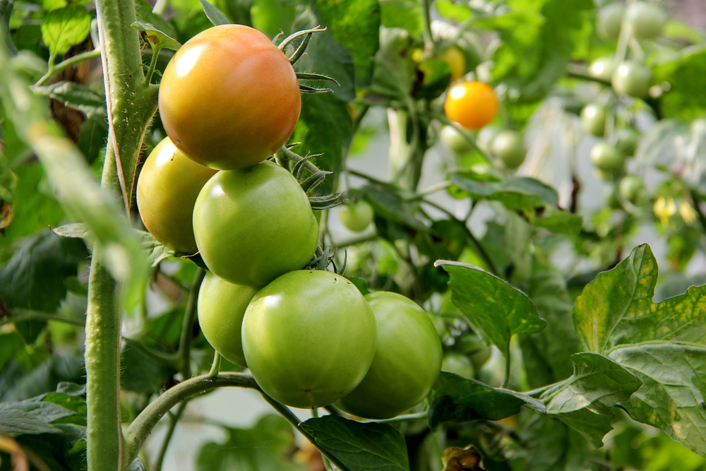 Enormní úrodu zařídí u rajčat během kvetení hnojiva s obsahem dusíku