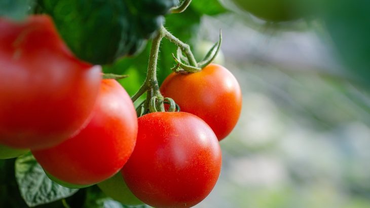 hořčičné semínko na rajčata
