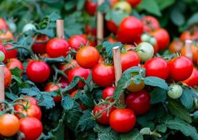 Proti hnilobě rajčat skvěle pomůže obyčejný dusičnan vápenatý