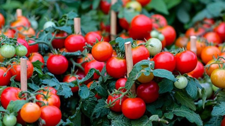 Proti hnilobě rajčat skvěle pomůže obyčejný dusičnan vápenatý