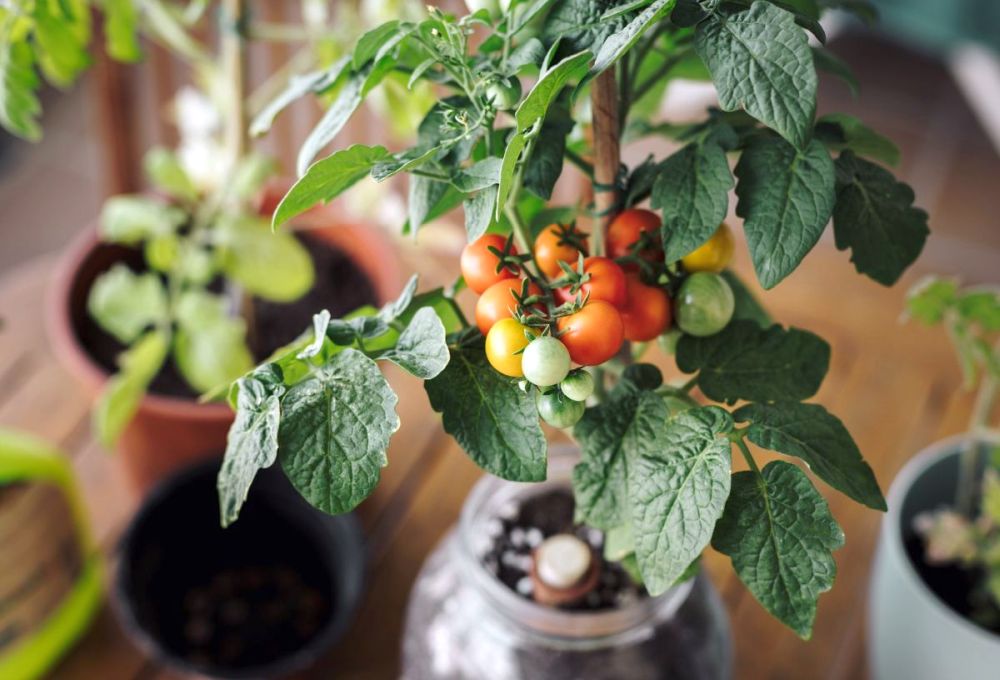 Proč mají keře rajčat málo plodů – důvodů může být hned několik