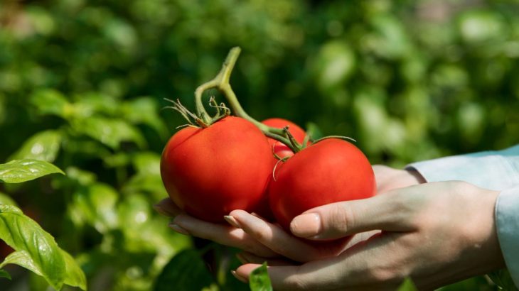 Jak na správné a úspěšné pěstování rajčat krok za krokem
