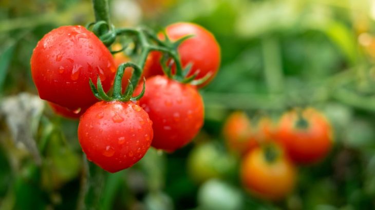 Oblíbené hnojivo pro rajčata
