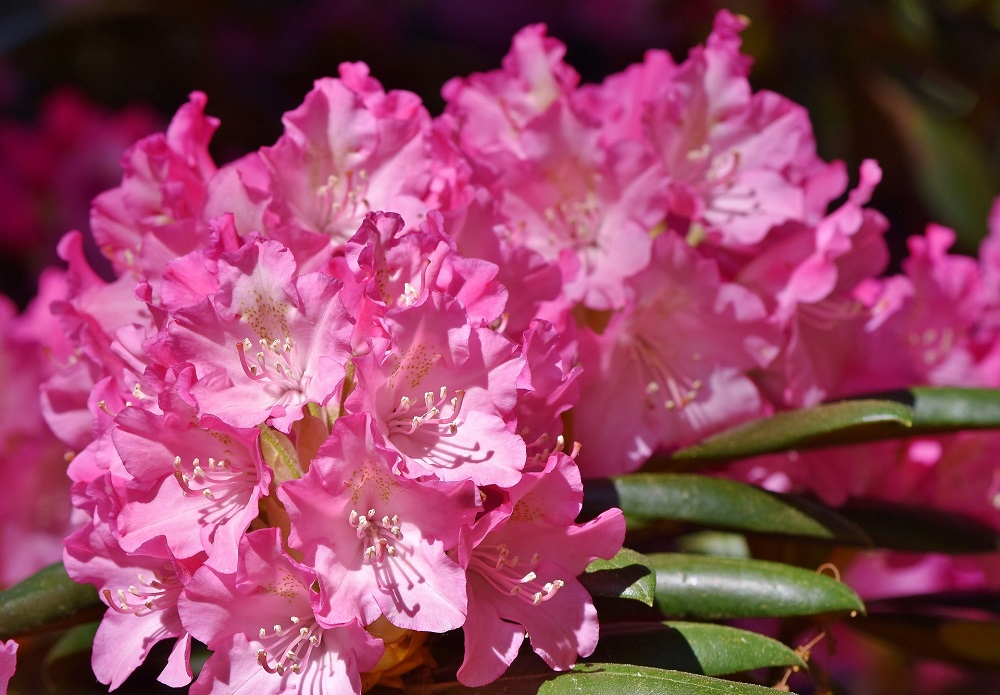 jak pěstovat rododendrony