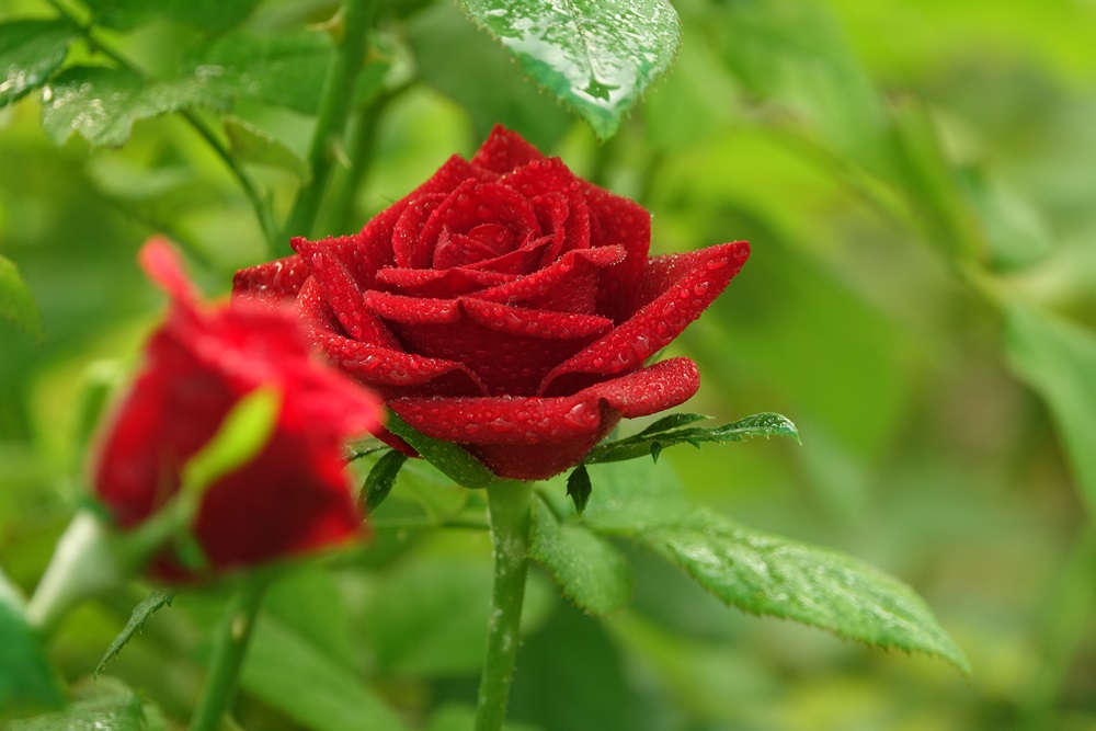 Červený květ růže