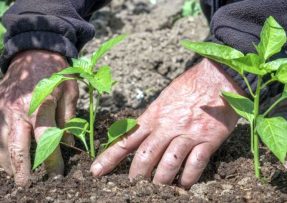 Jak na sazenice papriky: Důležitá je kvalitní půda a zálivka