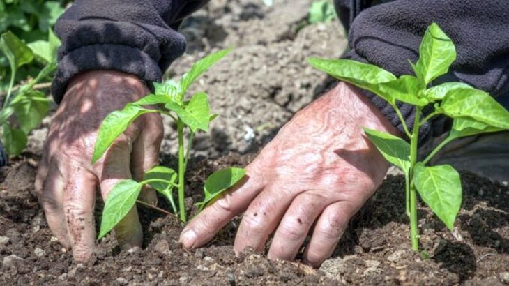 Jak na sazenice papriky: Důležitá je kvalitní půda a zálivka