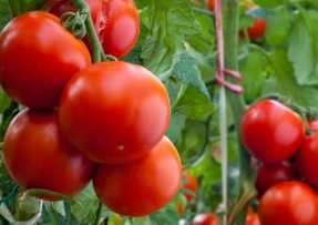 O plné koše rajčat se beze zbytku postará hnojivo ze slepičího trusu