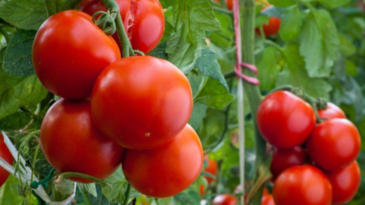 O plné koše rajčat se beze zbytku postará hnojivo ze slepičího trusu