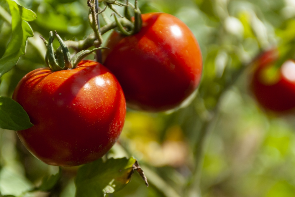 Zdravé plody rajčat