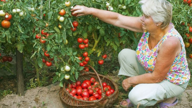 Jak na velkou úrodu okurek a rajčat v roce 2024: Hlavním pomocníkem ocet