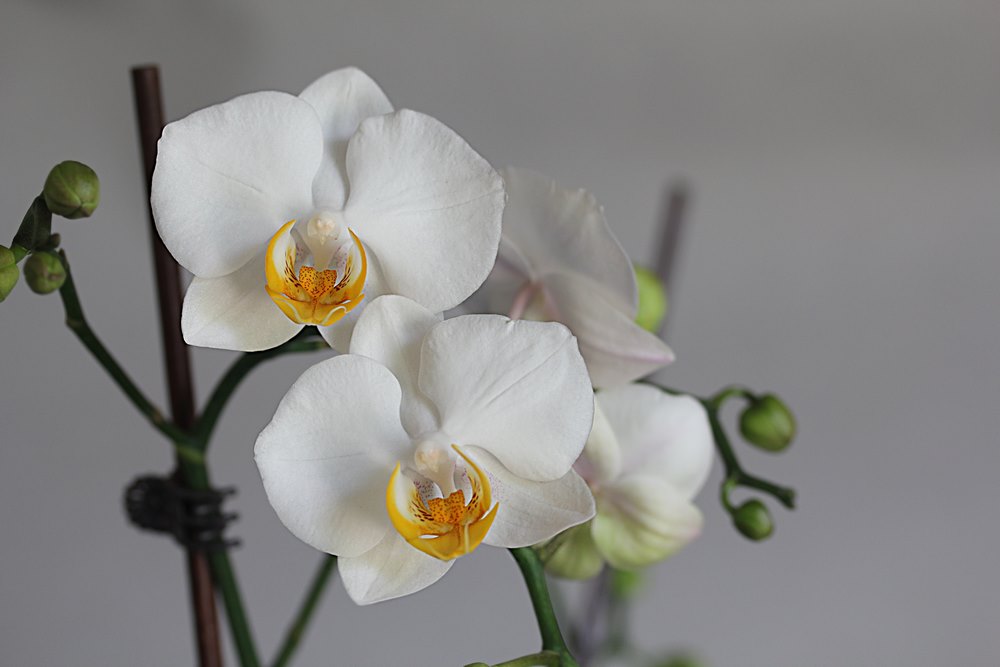 Bílé květy orchideje