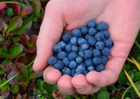 Jak na nikdy nekončící zásobu borůvek: Pěstovat je lze i v květináči