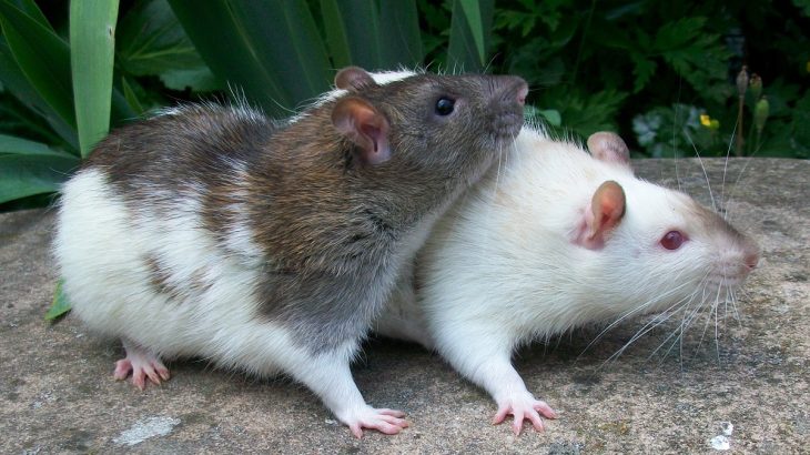 Jak se zbavit potkanů